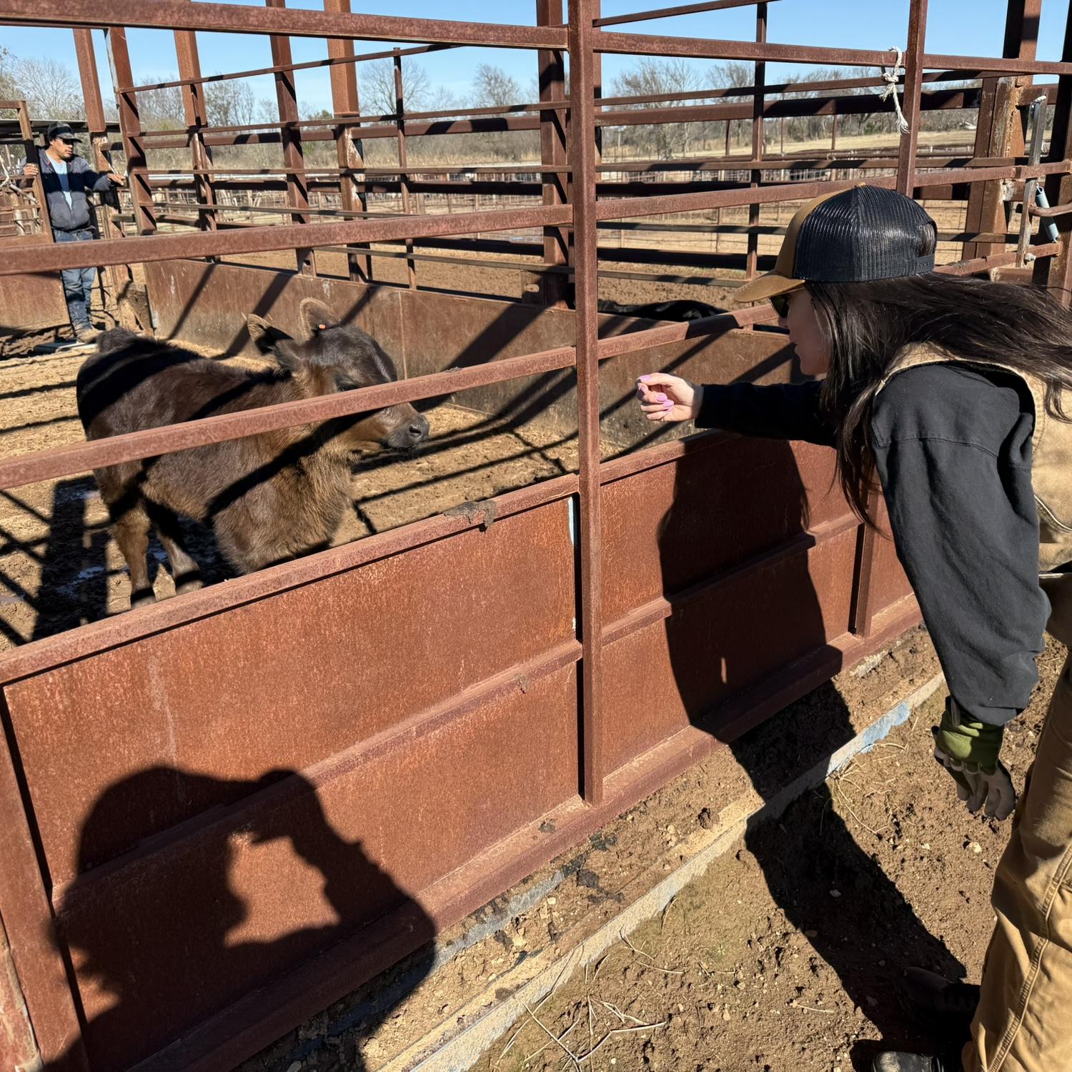 OJ working cattle at the ranch. She is fan of the babies.