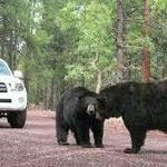 Bearizona Wildlife Park