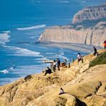 Torrey Pines State Reserve