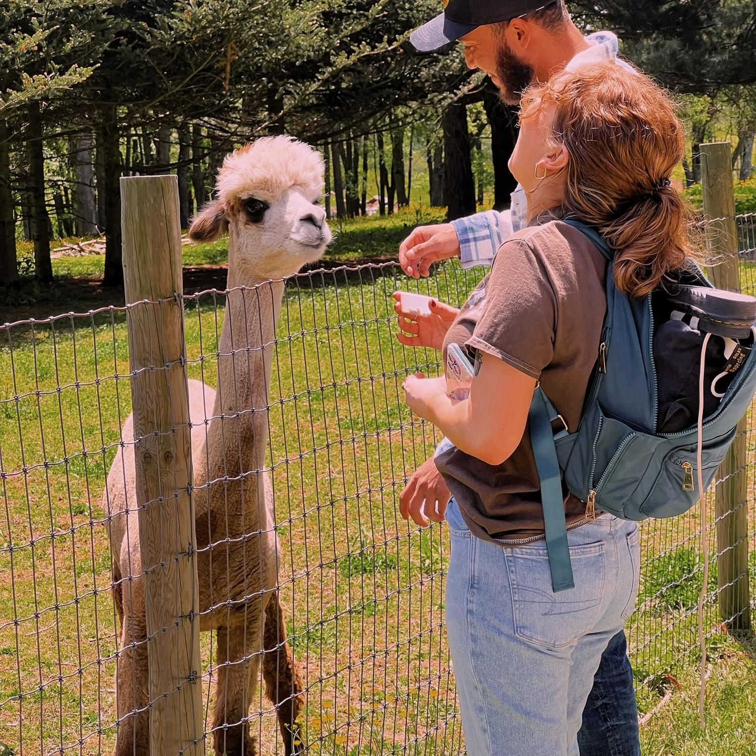 Feeding alpacas in Maryland