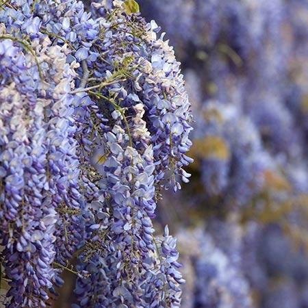 Blue Moon Wisteria
