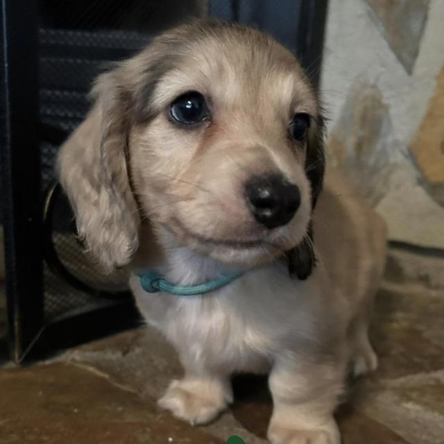 Cowboy (Puppy) Fund