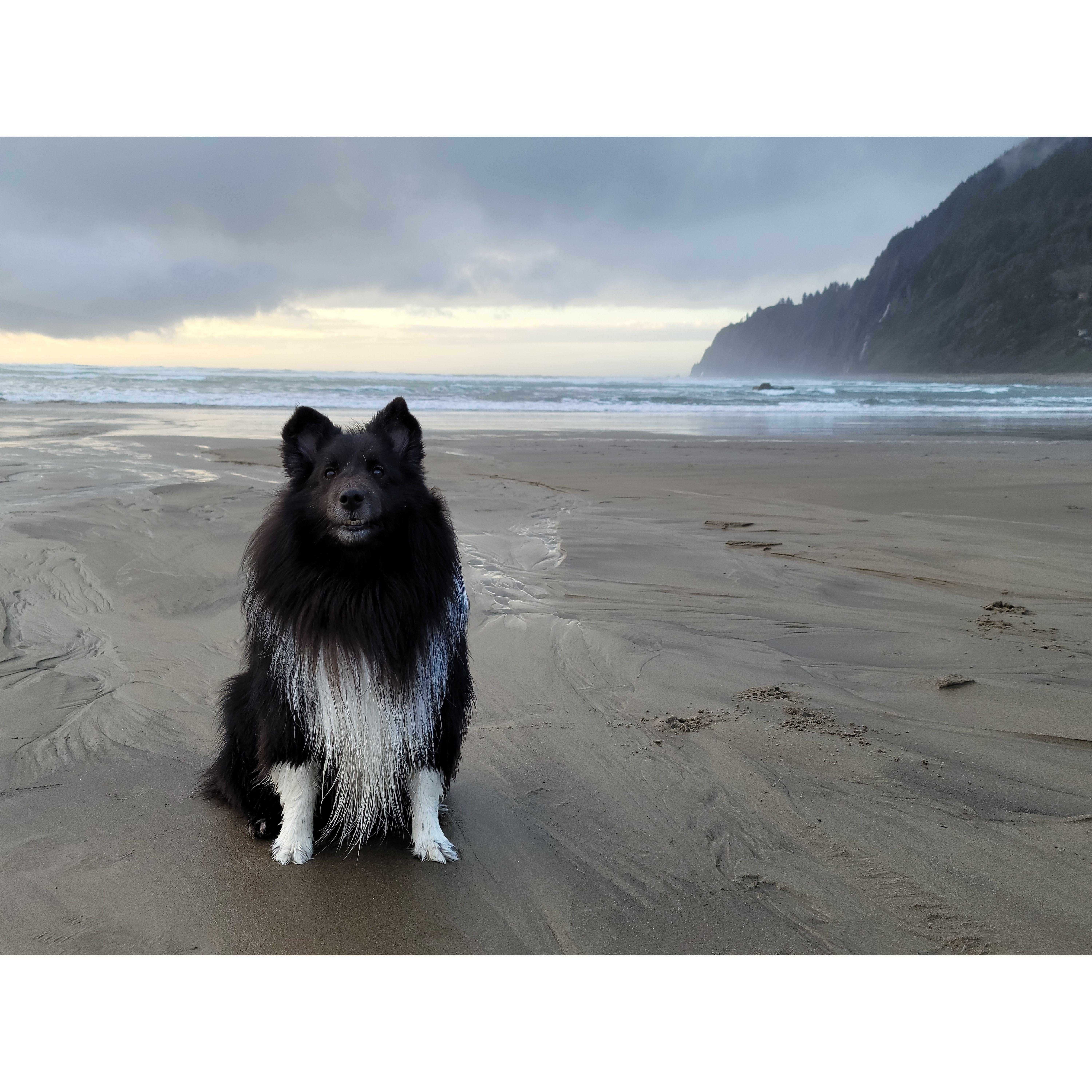 Arty on the Oregon coast