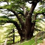 Cedars Of God Bsharri