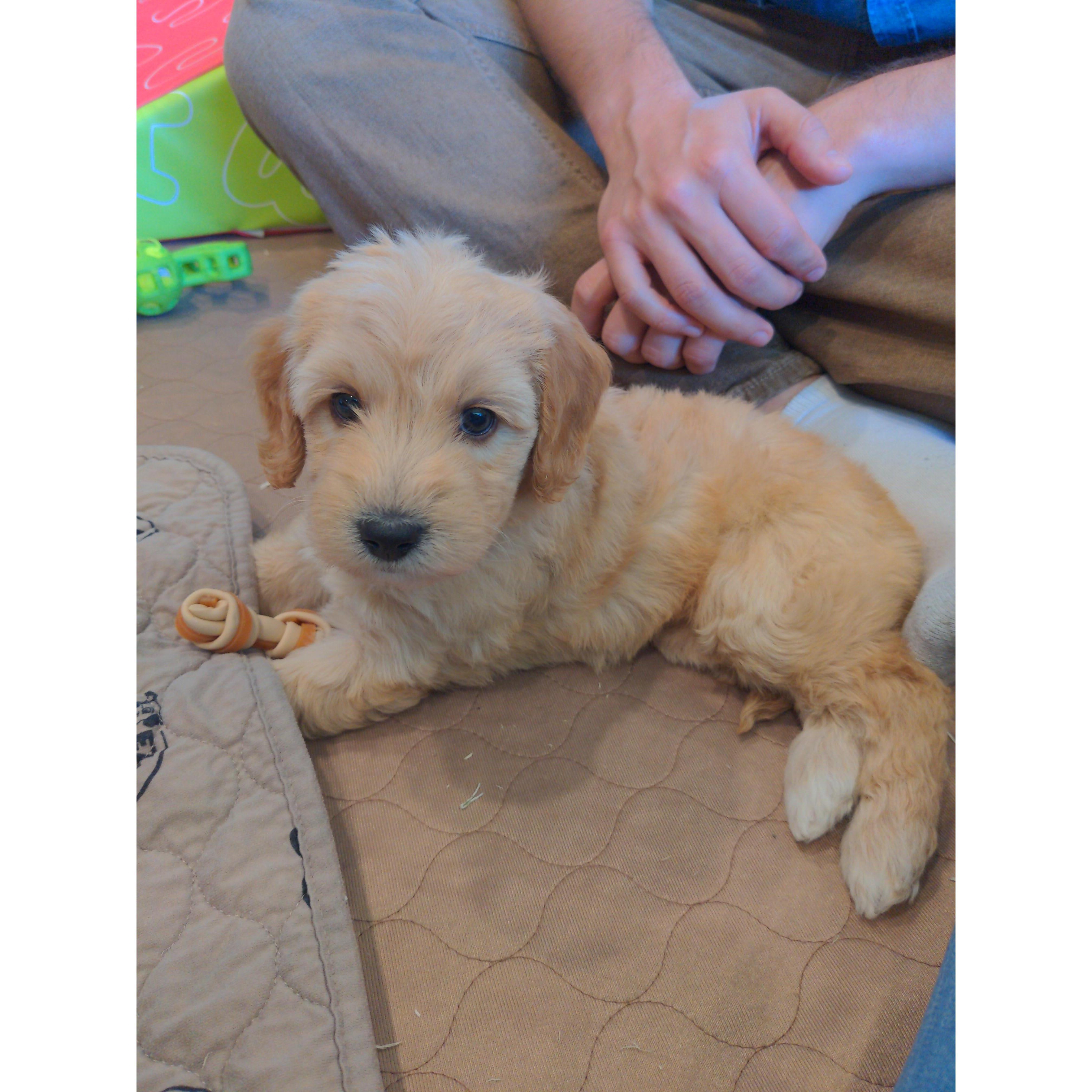 Flan the newest member of our family. 2021