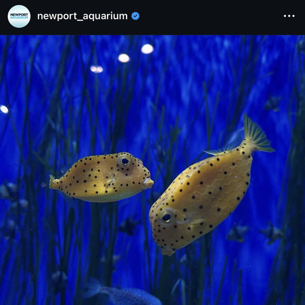 Aquarium Tickets for Two