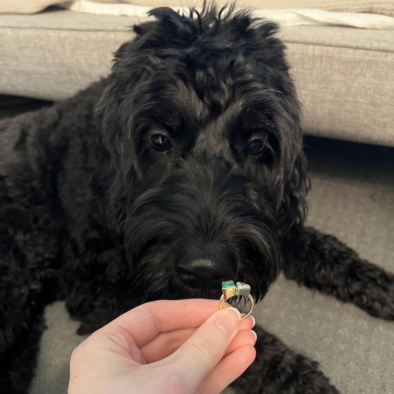 Oslo approved of the ring