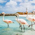 Palm Island