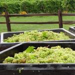 Johnson Estate Winery