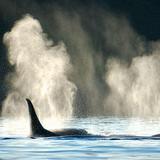Anacortes Whale Watching Tours