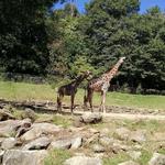 Greenville Zoo