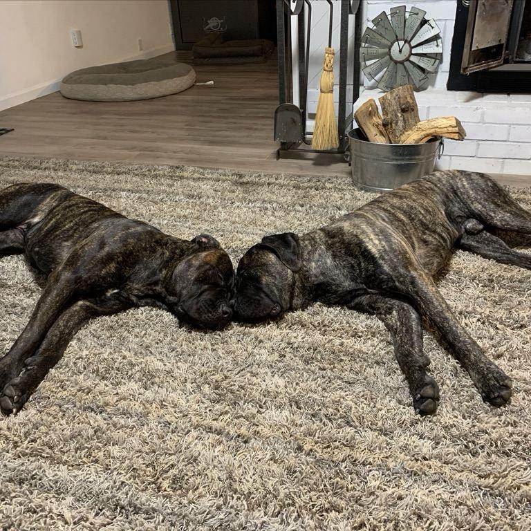 Ivy&Rackley (our babies)