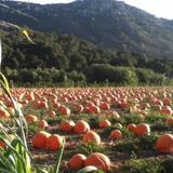 Bates Nut Farm