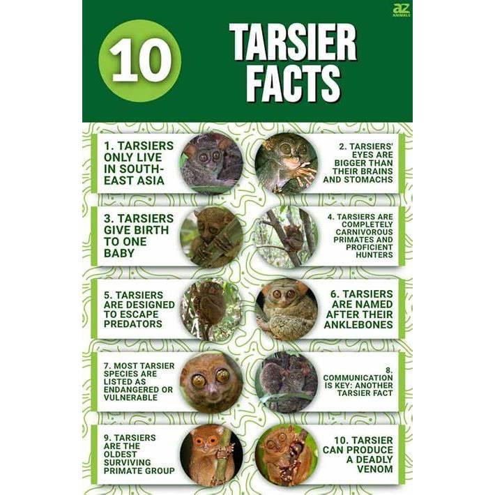 The famous Tarsier