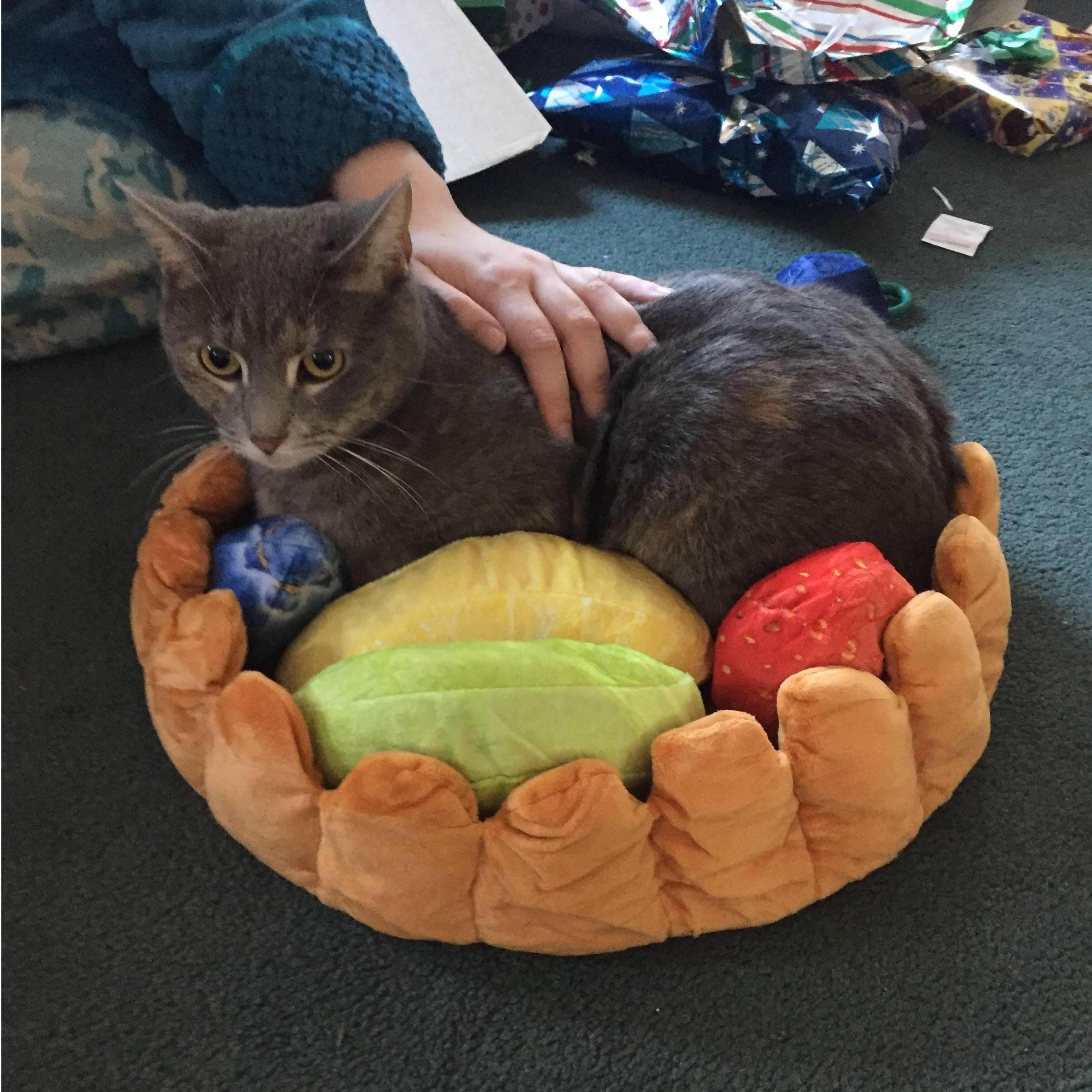 Luna got a fruit tart bed for Christmas. She fit perfectly.