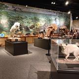 Brazos Valley Museum of Natural History