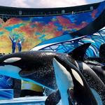 SeaWorld Orlando