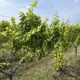 Schulze Vineyards & Winery