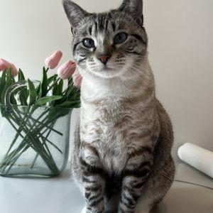 Donate to our favorite charities- Austin Siamese Rescue