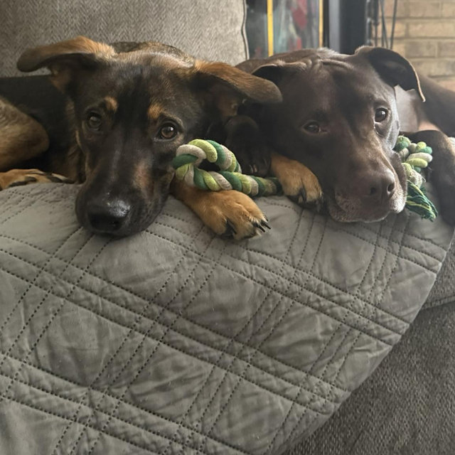 Our Pet Toy Fund