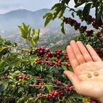 Coffee Plantation Tour