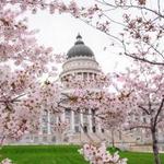 Cherry Blossoms at the Utah State Capitol