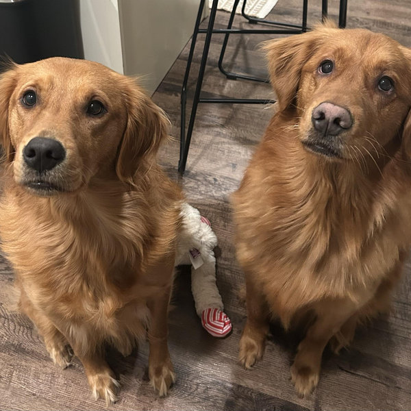 Honey & Mochi fund