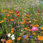 Pick wildflowers to bring to our wedding!