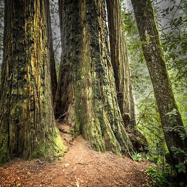 Our Honeymoon Fund - Redwoods