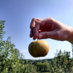 Wilson's Orchard