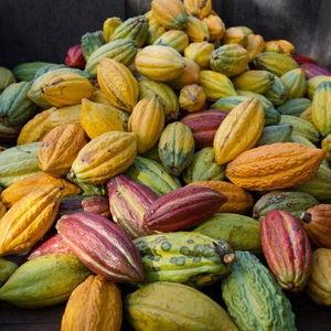 Maui Ku'ia Estate Guided Cacao Farm Tour and Tasting