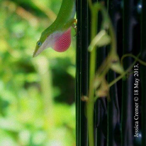 This critter was waiting in the shade on a public garbage can on a Florida walking trail in May 2013. Little did we know how far it got us.
