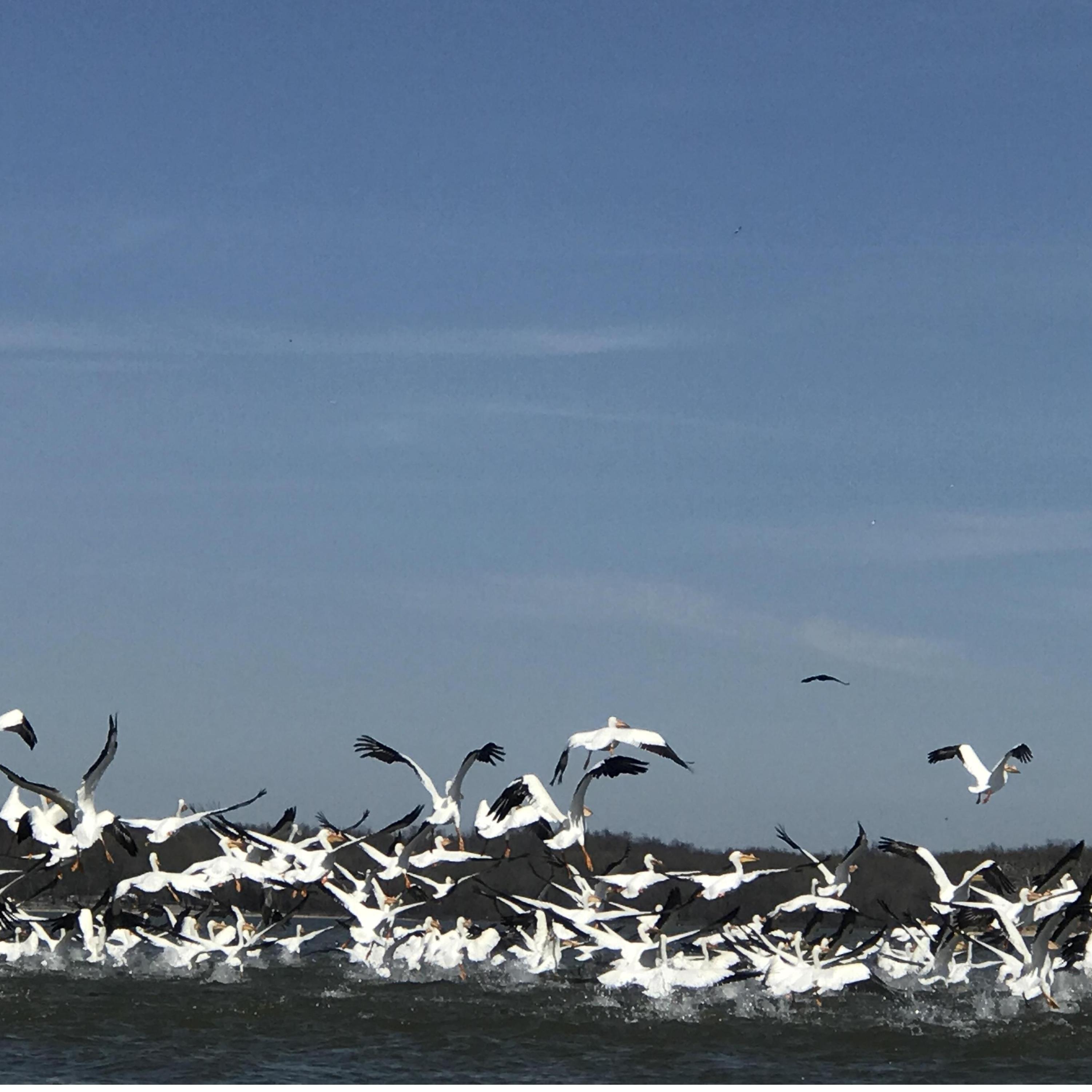 View from our kayak as we try to race the pelicans at Barkley lake in February!
