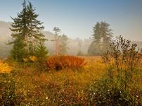 Cranberry Glades Boardwalk