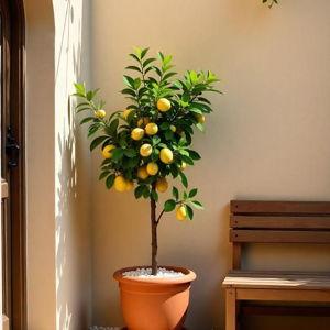Chloe’s lemon tree