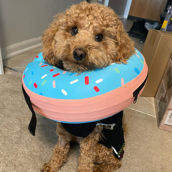 Treats for Bear
