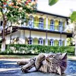 The Hemingway Home and Museum