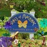 Wings of Mackinac