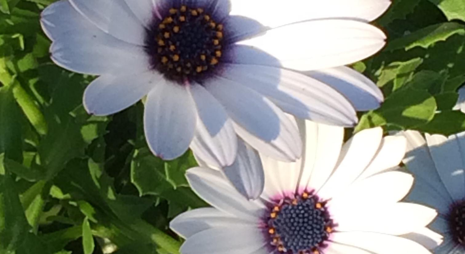 Footer image