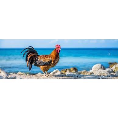Rooster