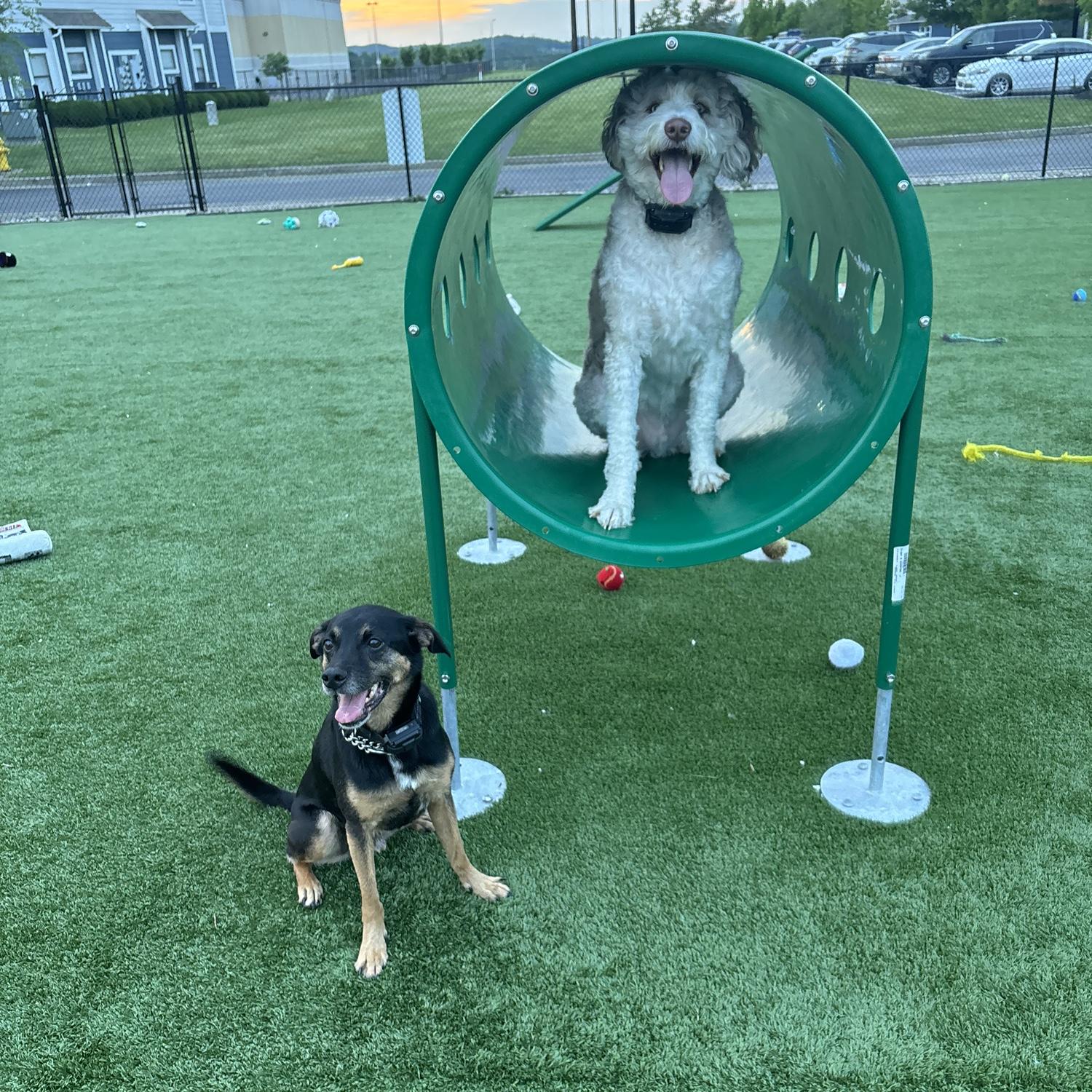 Our sweet boys. Marley and Gus