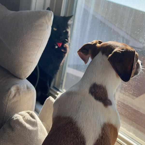 Our first month of living together was better for all of us except one…