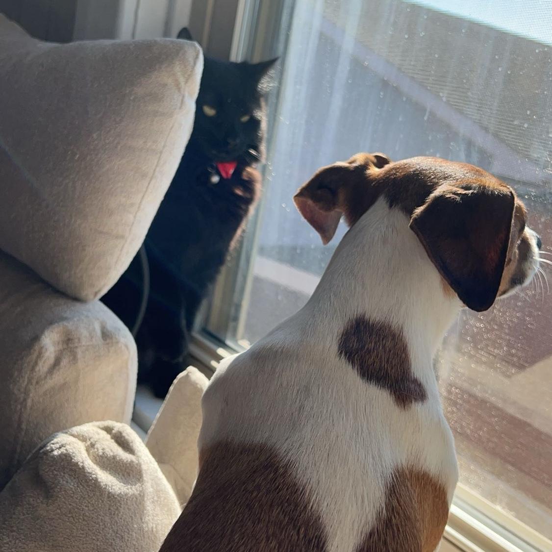 Our first month of living together was better for all of us except one…