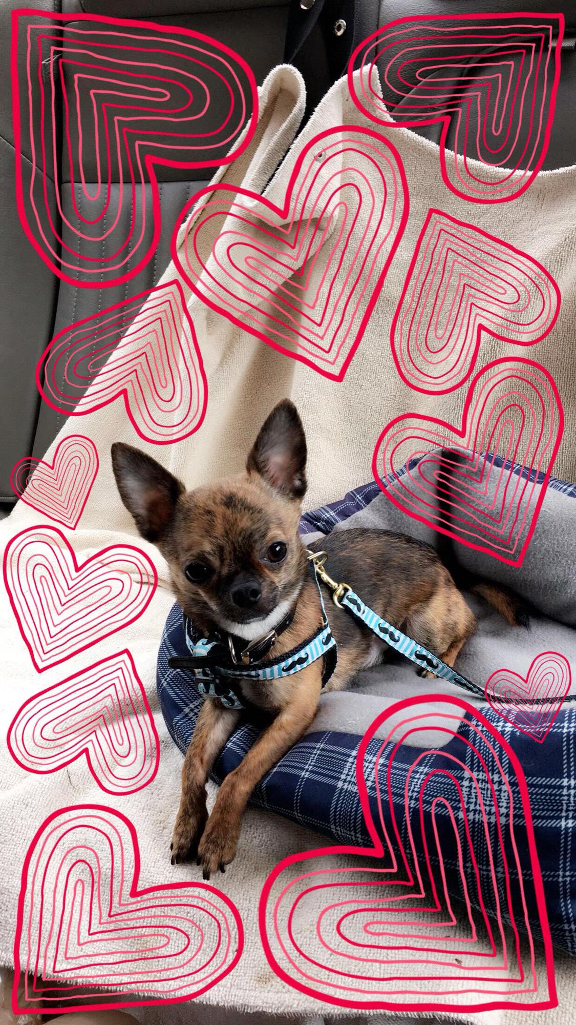 Queso — little backseat rider