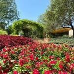 San Antonio Botanical Garden