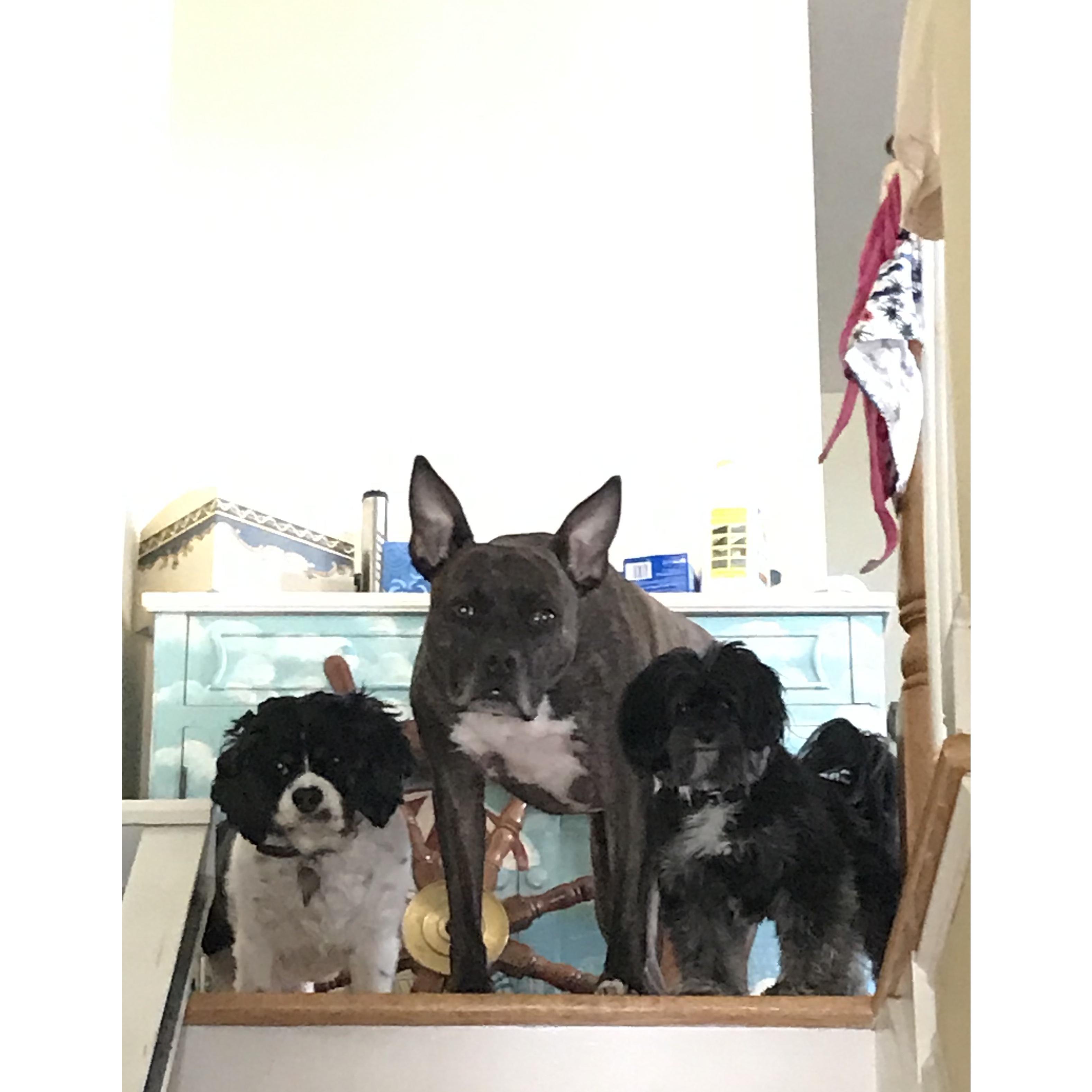 Our Wolf Pack