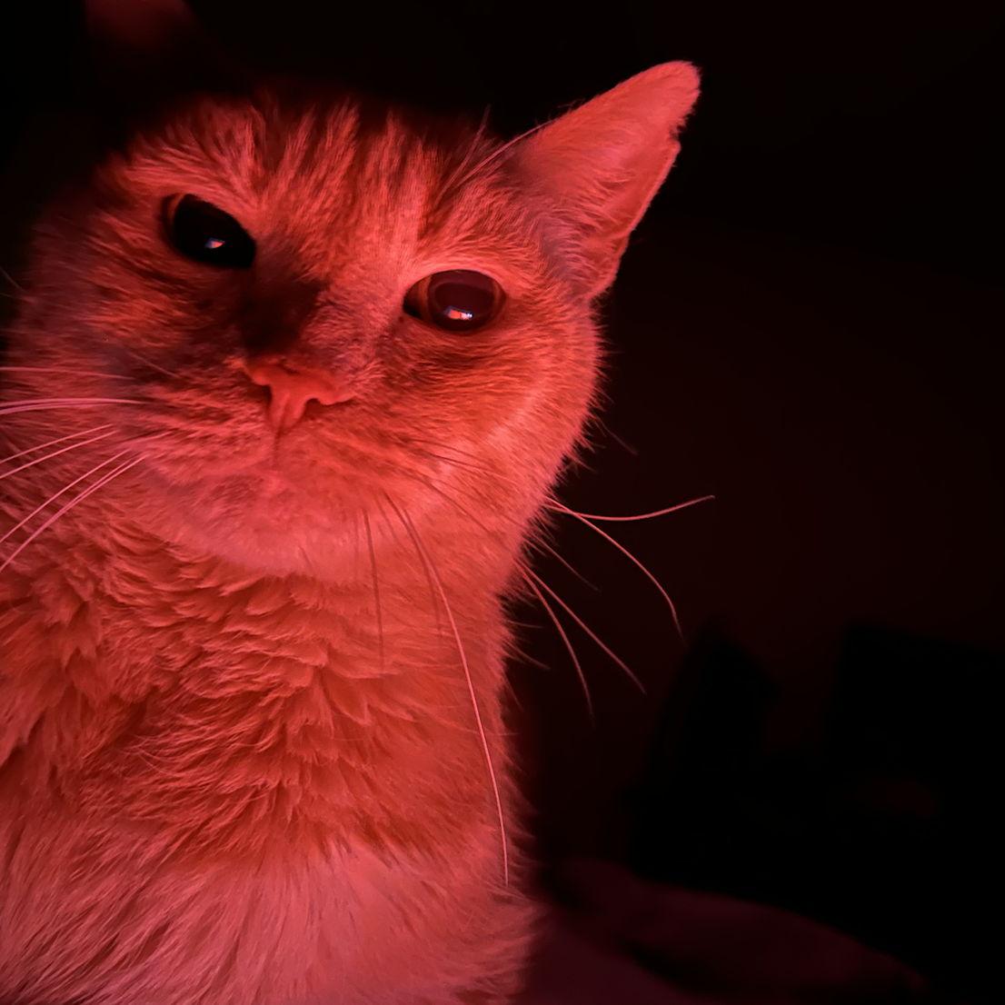 "No, I am evil kitty, said evil kitty"