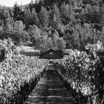 Wine Tasting at Venge Vineyards