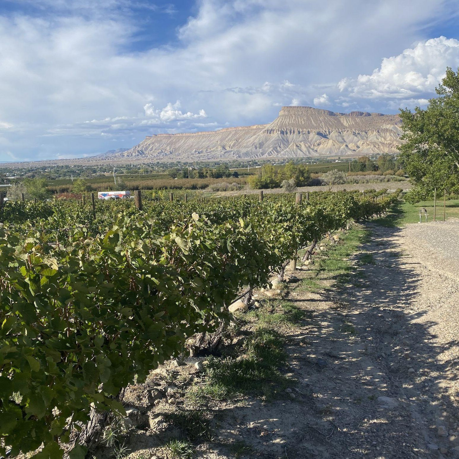 Emily and Christian travel to Grand Junction every fall to enjoy the amazing wine selection and stunning views.