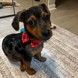 Toys & Treats for Winston
